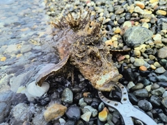 オニオコゼの釣果