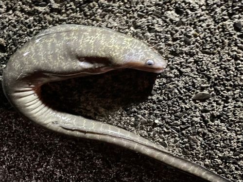 アミメウツボの釣果