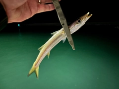 カマスの釣果