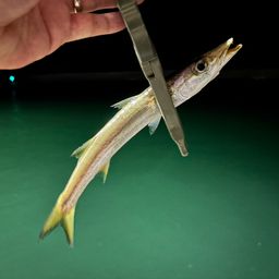 カマス