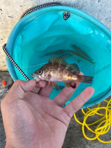 アカメバルの釣果