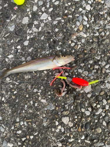 シロギスの釣果