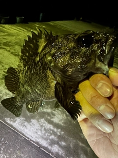 オウゴンムラソイの釣果