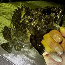 オウゴンムラソイ