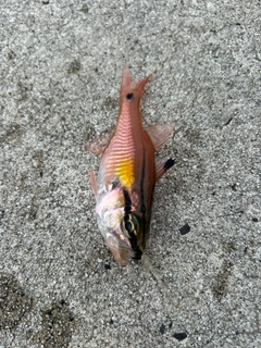 ネンブツダイの釣果
