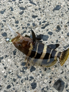 アオハタの釣果