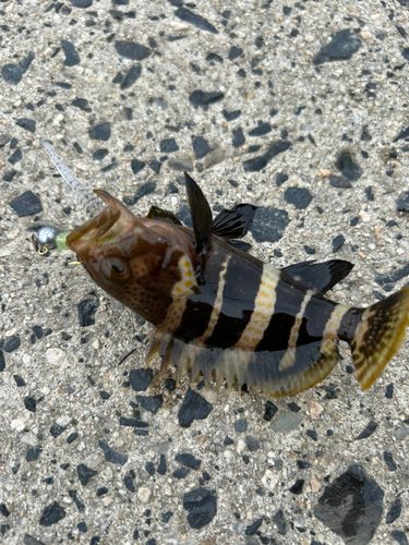 アオハタの釣果