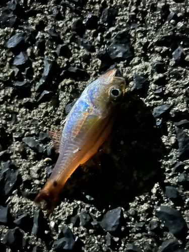 ネンブツダイの釣果