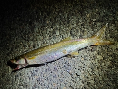 カマスの釣果