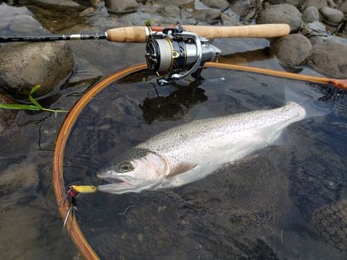 レインボートラウトの釣果