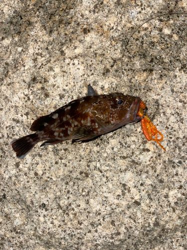 カサゴの釣果