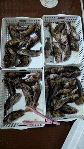 カサゴの釣果