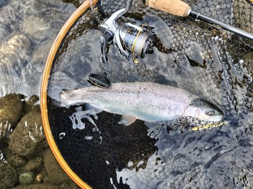 ニジマスの釣果