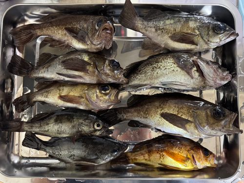 メバルの釣果