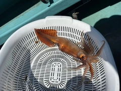 スルメイカの釣果