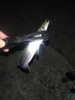 カマスの釣果