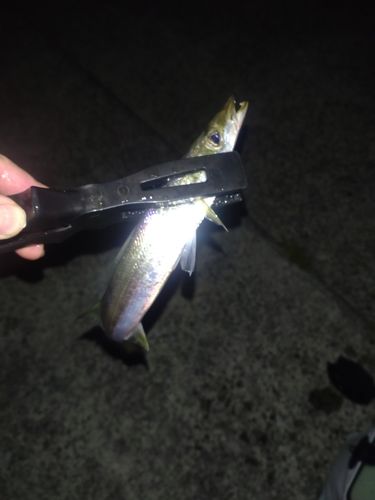 カマスの釣果