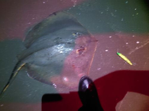 エイの釣果