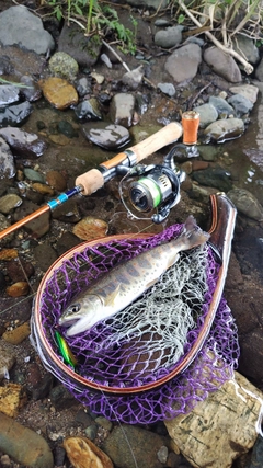 アマゴの釣果