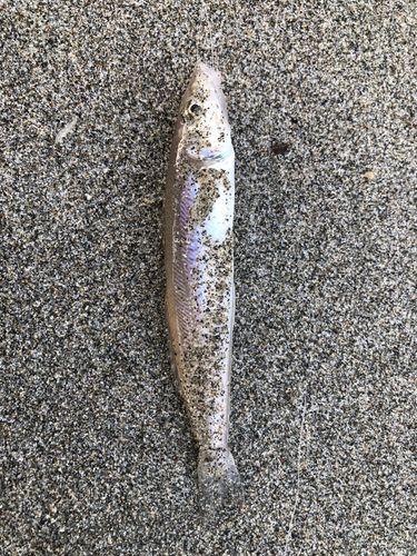 キスの釣果