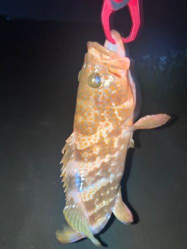 キジハタの釣果