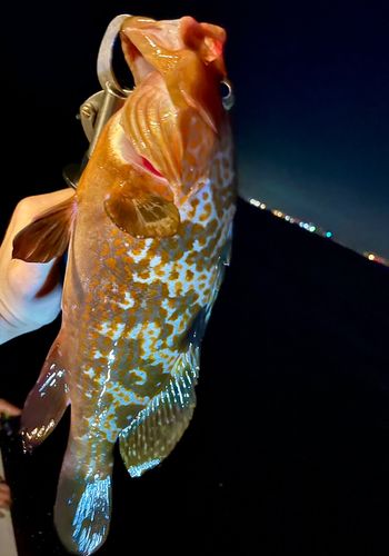 キジハタの釣果