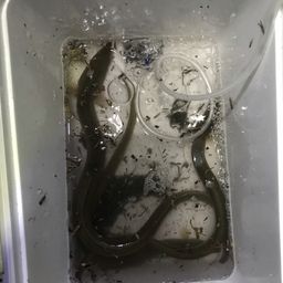 ウナギ