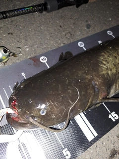 ナマズの釣果
