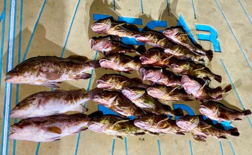 キジハタの釣果