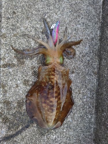 アオリイカの釣果
