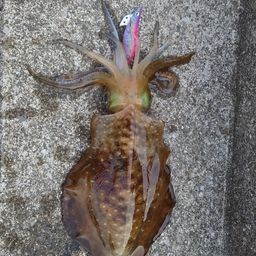 アオリイカ