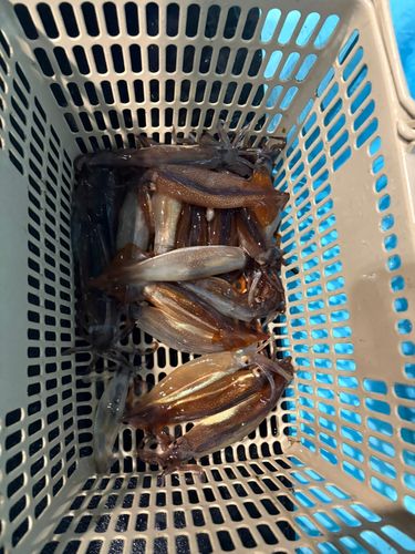 スルメイカの釣果