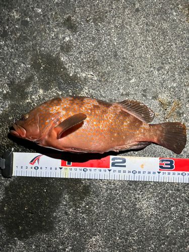 キジハタの釣果