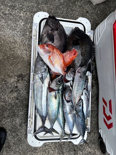 ハガツオの釣果