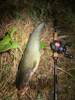 ナマズの釣果