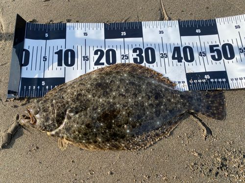ヒラメの釣果