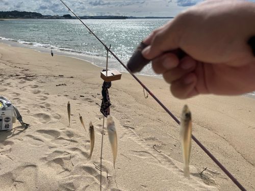 キスの釣果