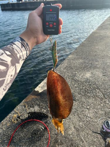 アオリイカの釣果