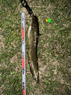 ナマズの釣果