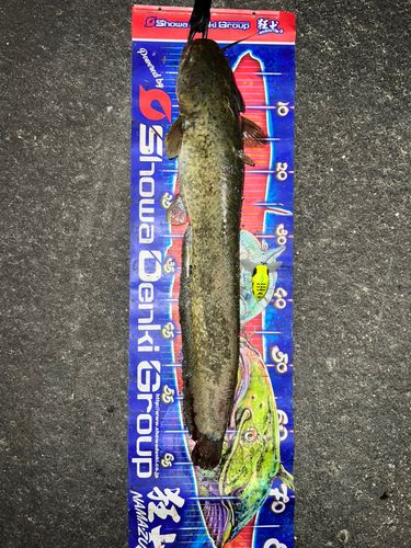 ナマズの釣果