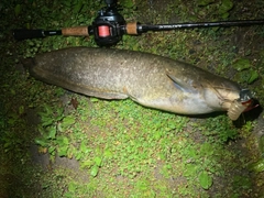 ナマズの釣果
