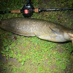 ナマズ