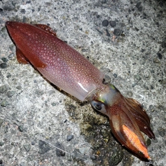 ケンサキイカの釣果