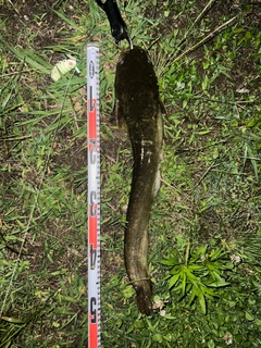 ナマズの釣果
