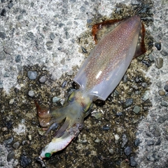 ケンサキイカの釣果