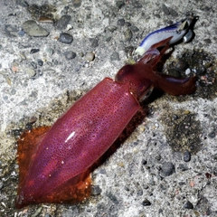 ケンサキイカの釣果