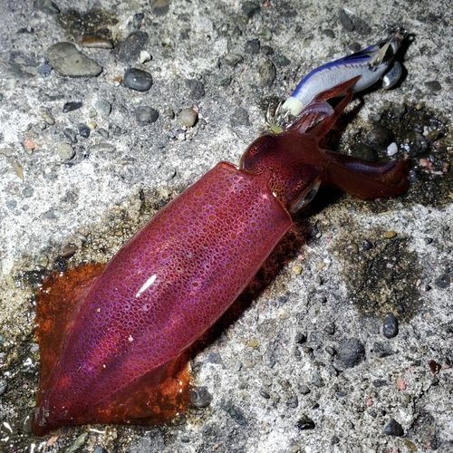 ケンサキイカの釣果