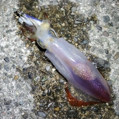 ケンサキイカの釣果