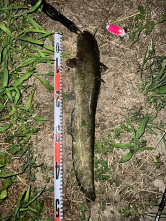 ナマズの釣果