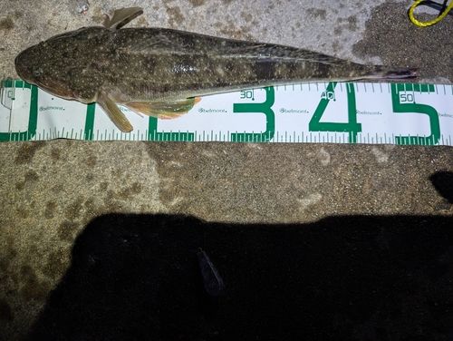 マゴチの釣果